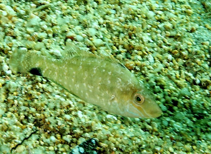 Labride (Symphodus cinereus)
